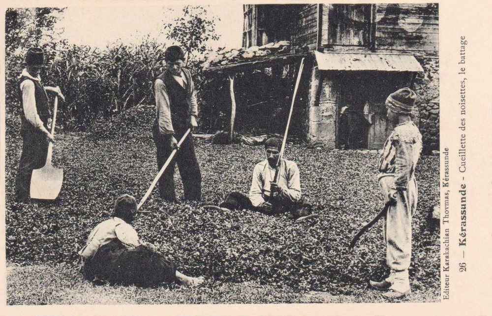 Kinder, die Haselnüsse auf dem Feld ernten