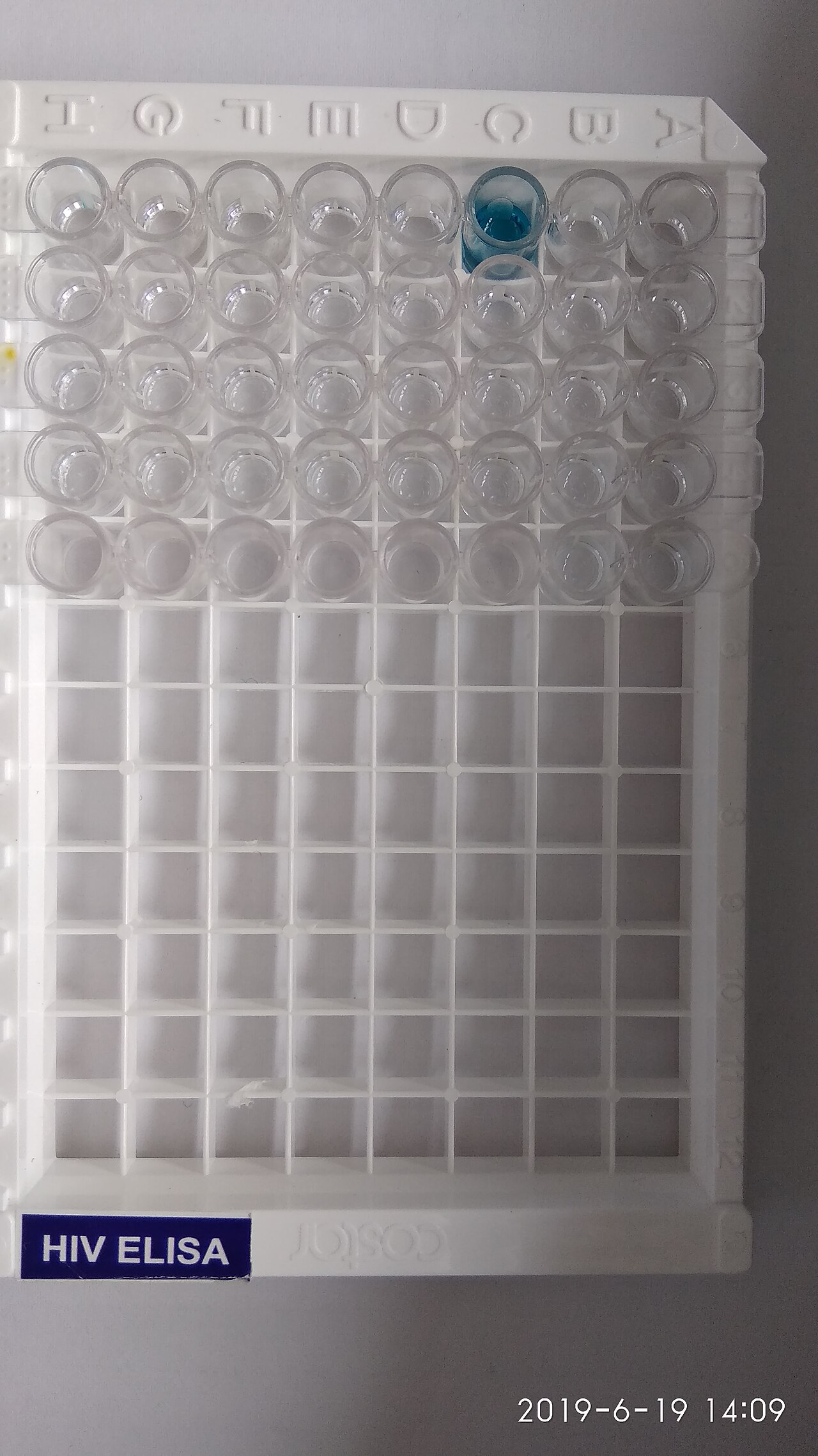 Mikrotiterplatte mit abgeschlossener ELISA-Reaktion zur Auslesung (Illustration der ELISA-Technik)