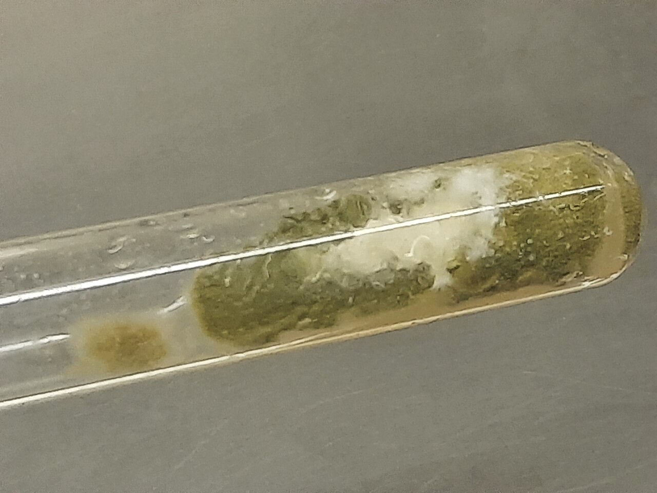 Schimmelwachstum im Reagenzglas