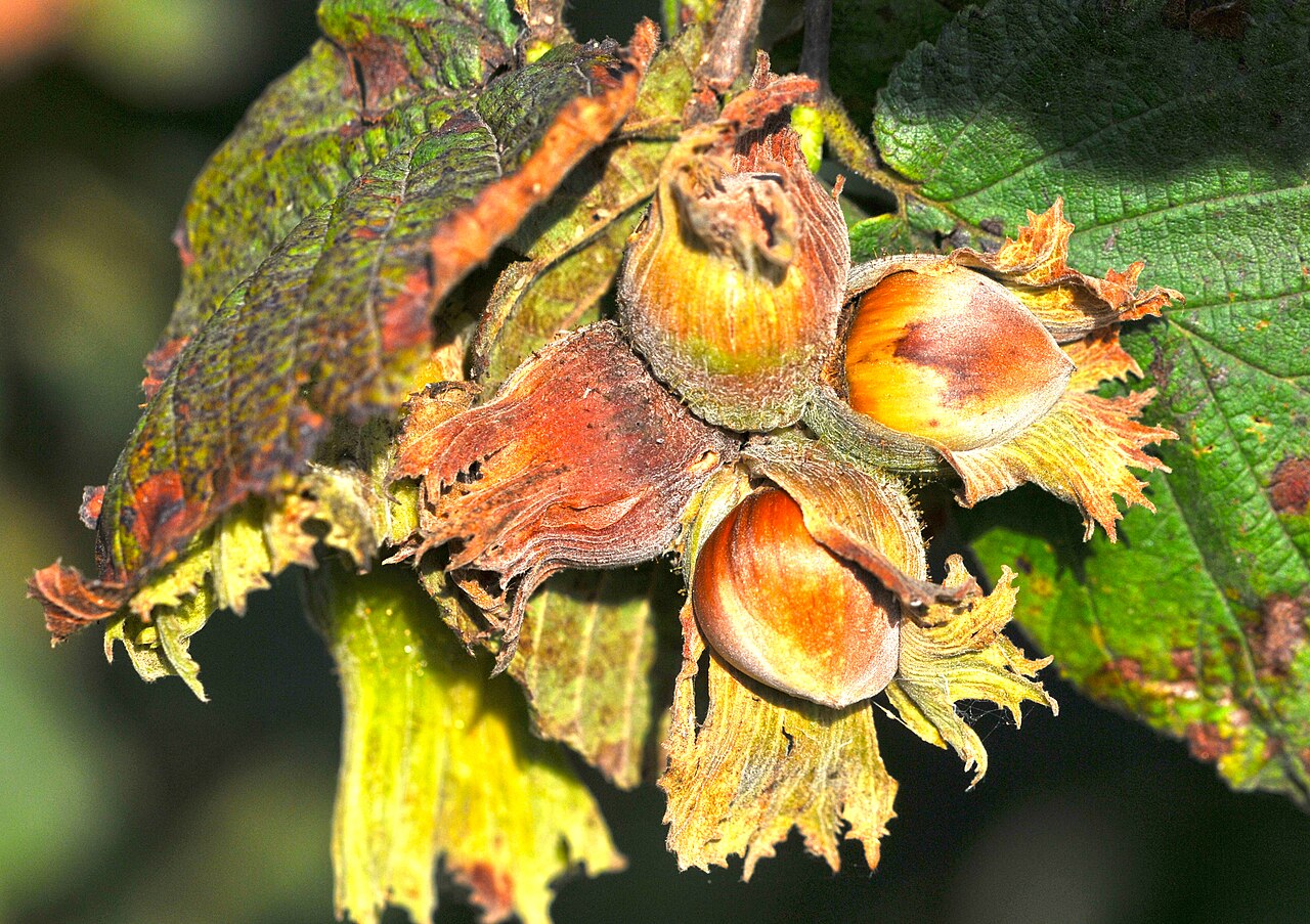 Haselnussfrüchte (Corylus avellana) in der Schale