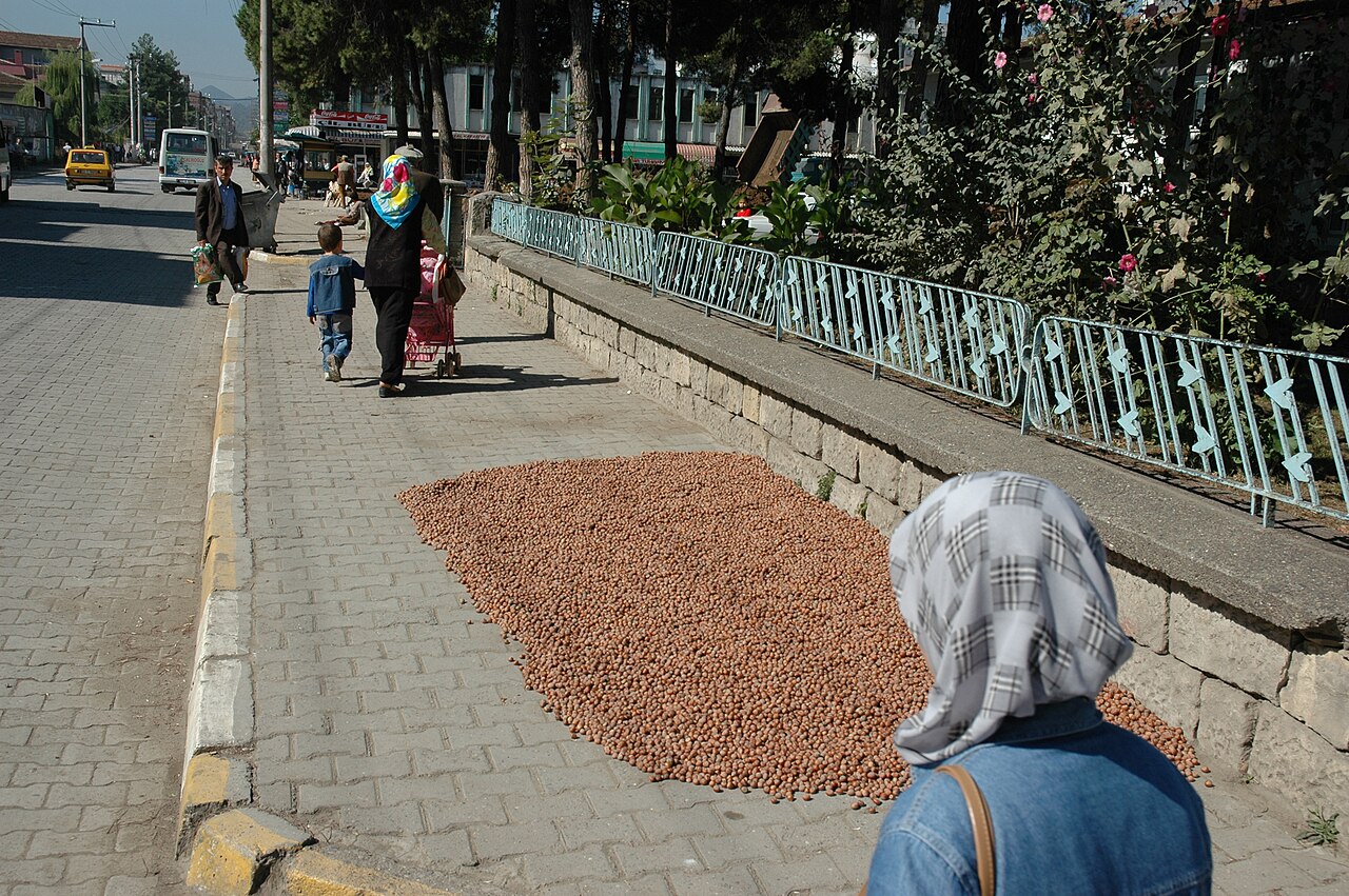 Trocknung von Haselnüssen in der Sonne (Ünye, Türkei)