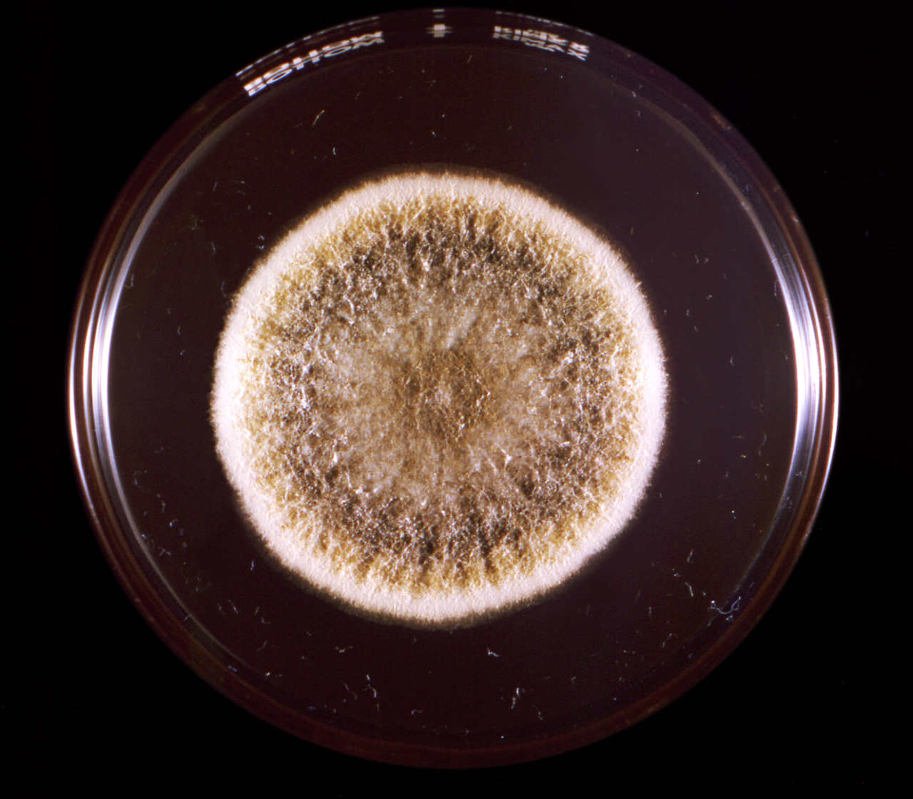 Kolonie des Schimmelpilzes Aspergillus flavus in einer Petrischale