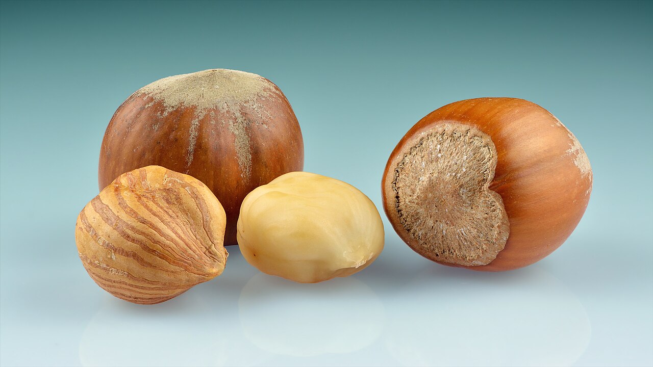 Ganze Haselnüsse in der Schale und geschälte Kerne