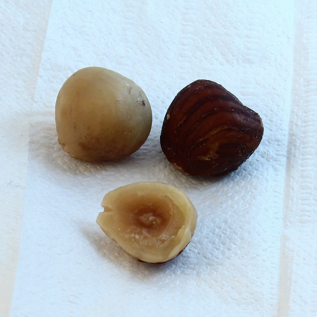 shelled and unshelled hazelnuts