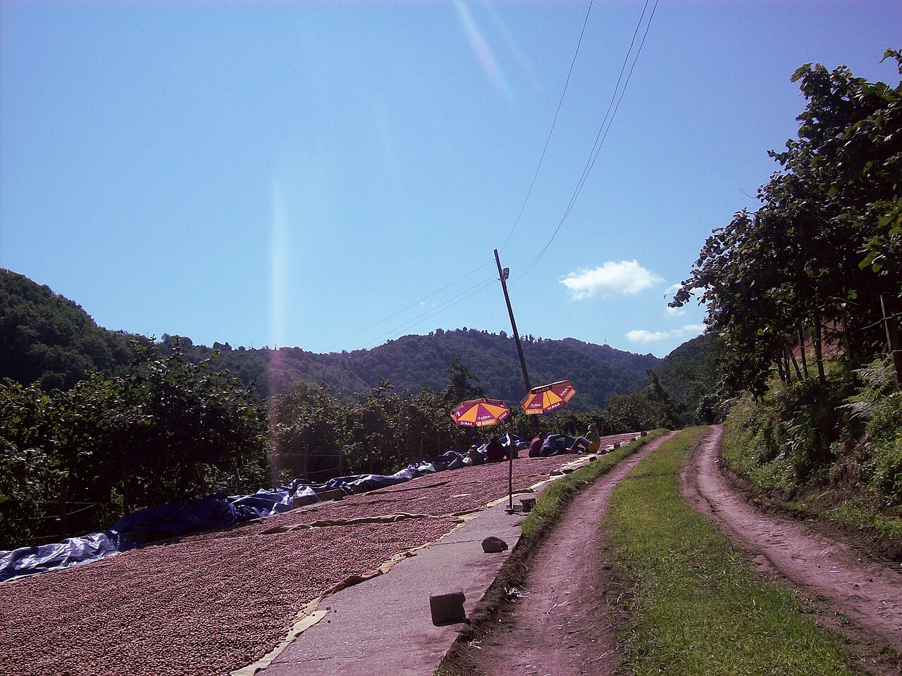 Trocknung und Sortierung von Haselnüssen im Freien (Giresun, Türkei)