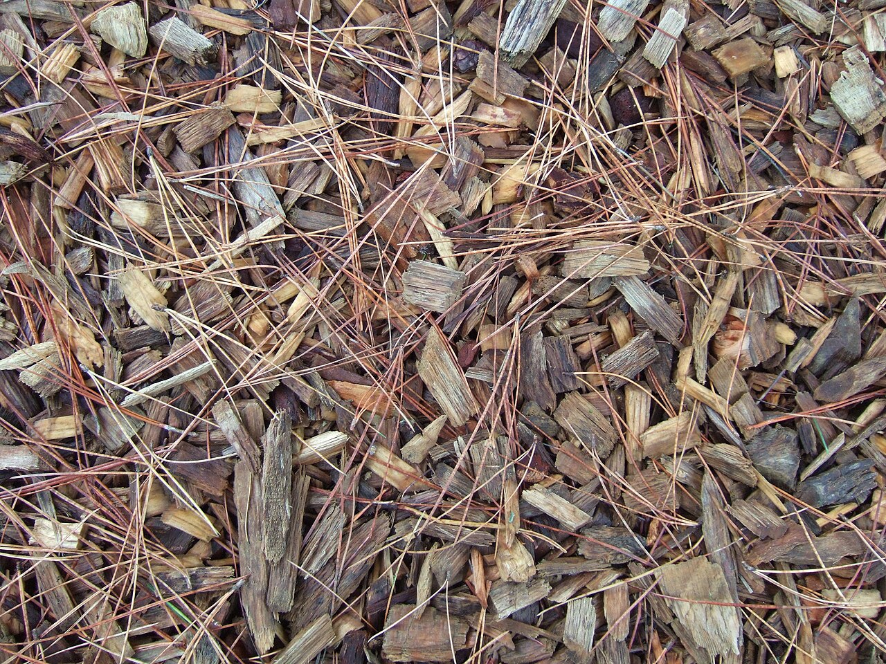 Mulch aus Holzspänen in der Anlage — zerkleinerte Schale dient als ähnlicher organischer Mulch