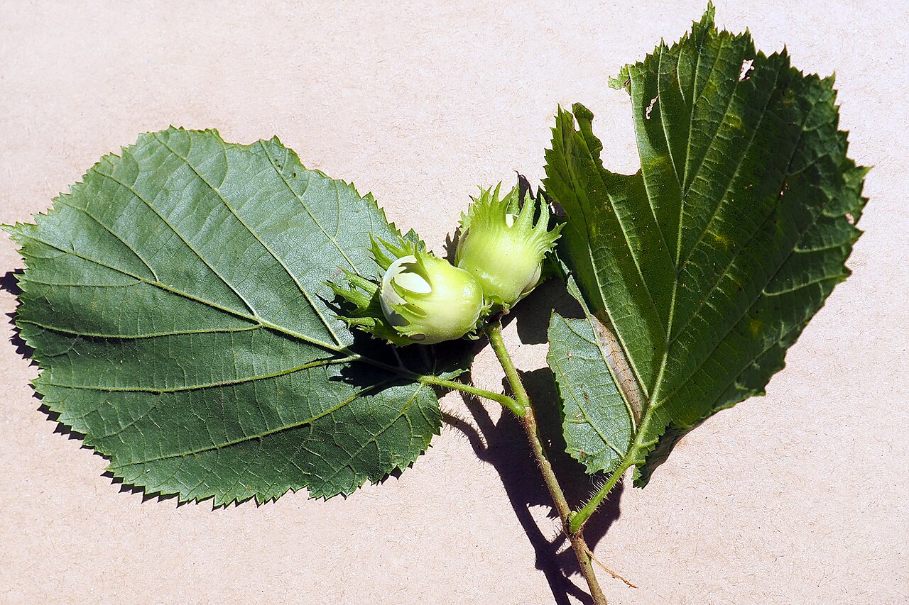 Haselnussfrüchte (Corylus avellana) am Ast