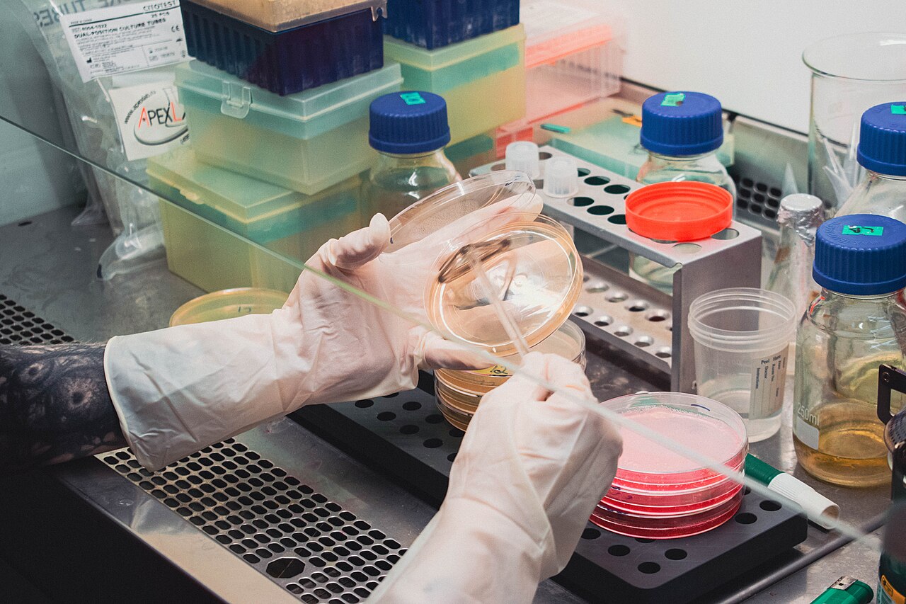 Ausimpfen einer Probe auf Nährboden in einem mikrobiologischen Labor
