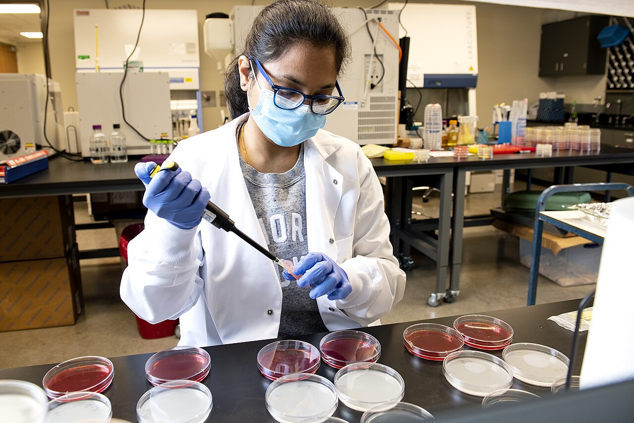 scientist testing petri dishes