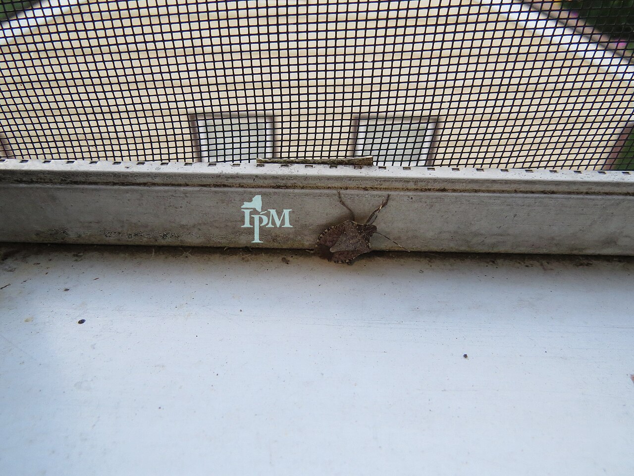 Marmorierte Wandwanze (Halyomorpha halys), Verursacher dunkler bitterer Flecken auf dem Kern