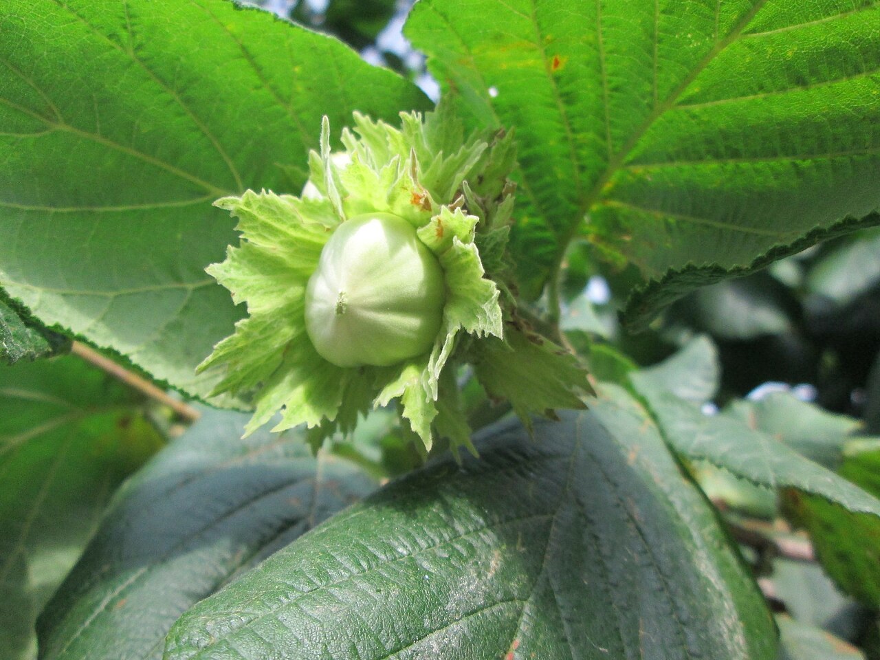 Frucht der Haselnuss (Corylus avellana) in der Schale