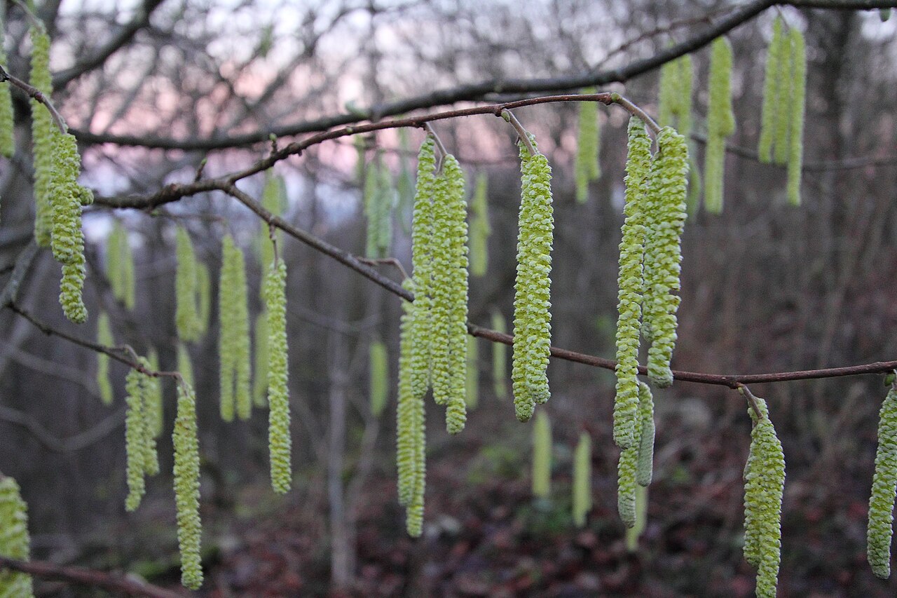 Offene männliche Kätzchen der Haselnuss (Corylus avellana) im Winter, anfällig für Frost
