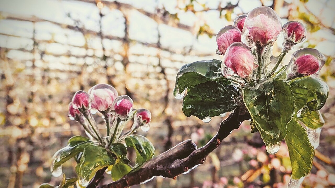 Kühlberegnung (Sprinkler) als Schutz von Obstplantagen vor Frost