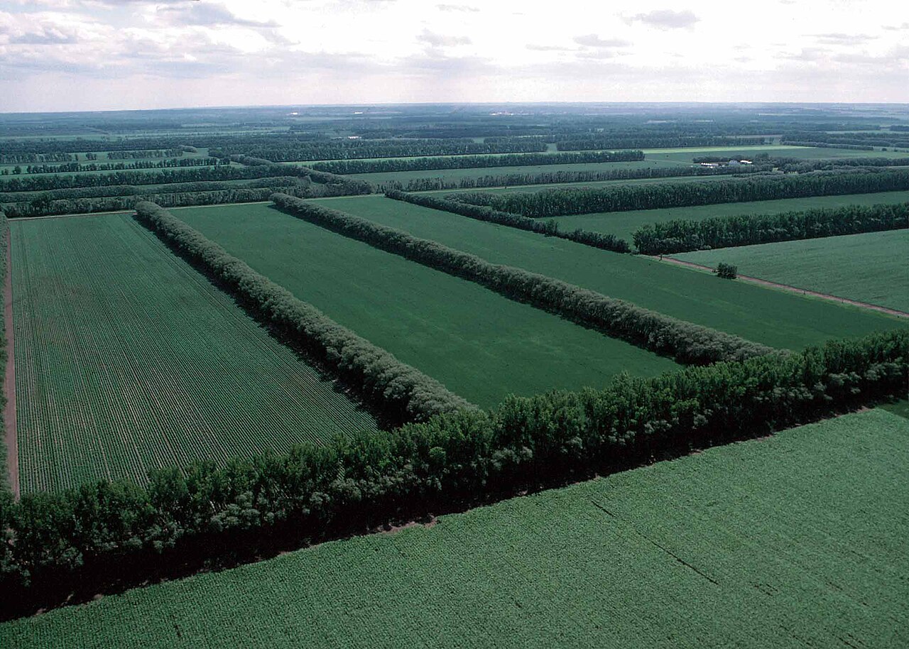Windschutzstreifen an landwirtschaftlichen Flächen