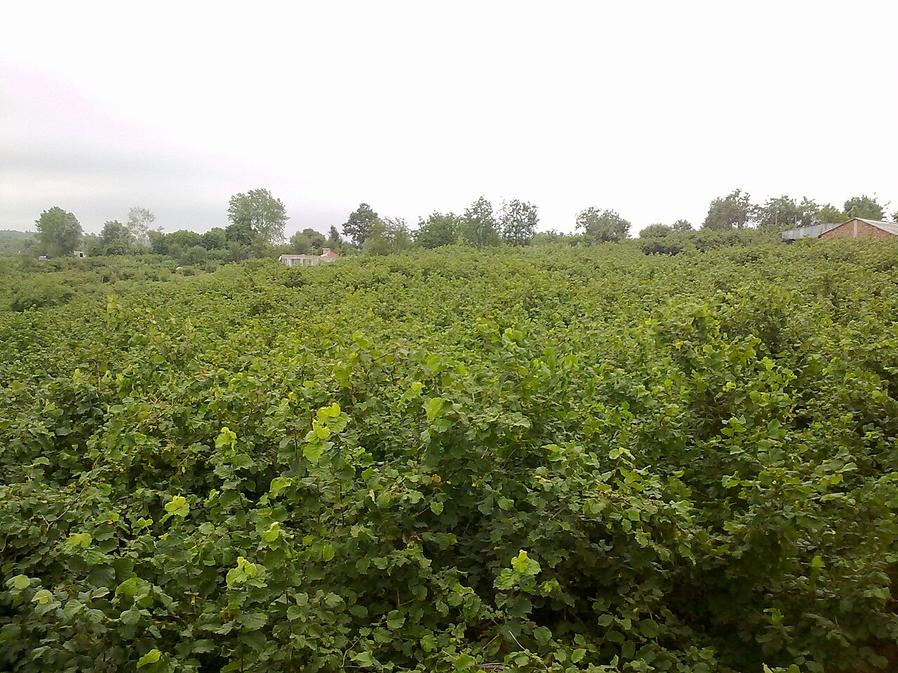 Landschaft einer Haselnussplantage