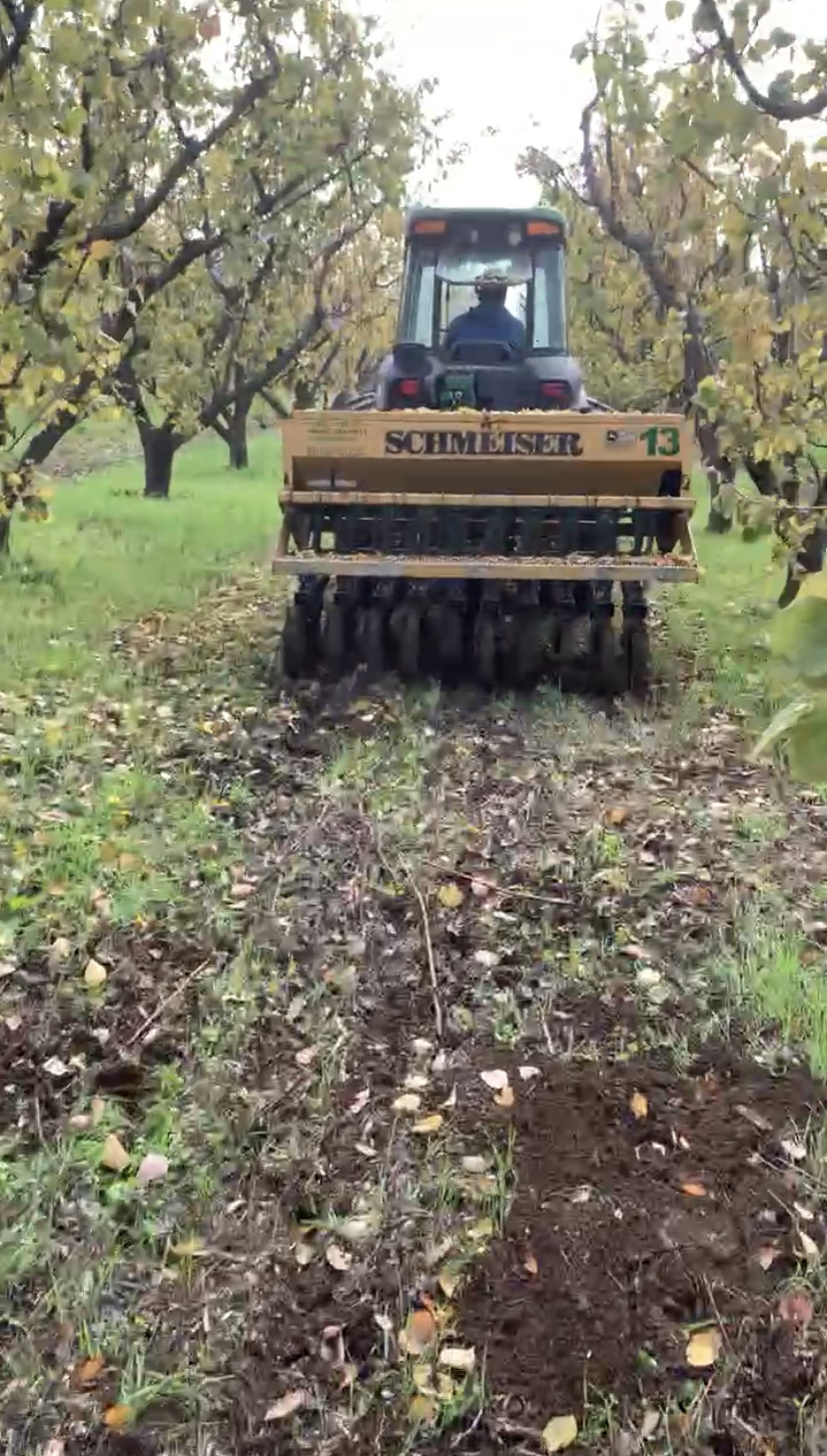 Aussaat von Deckfrüchen (grasartiger Zwischenreihenbewuchs), die Kohlenstoff in den Boden zurückführt