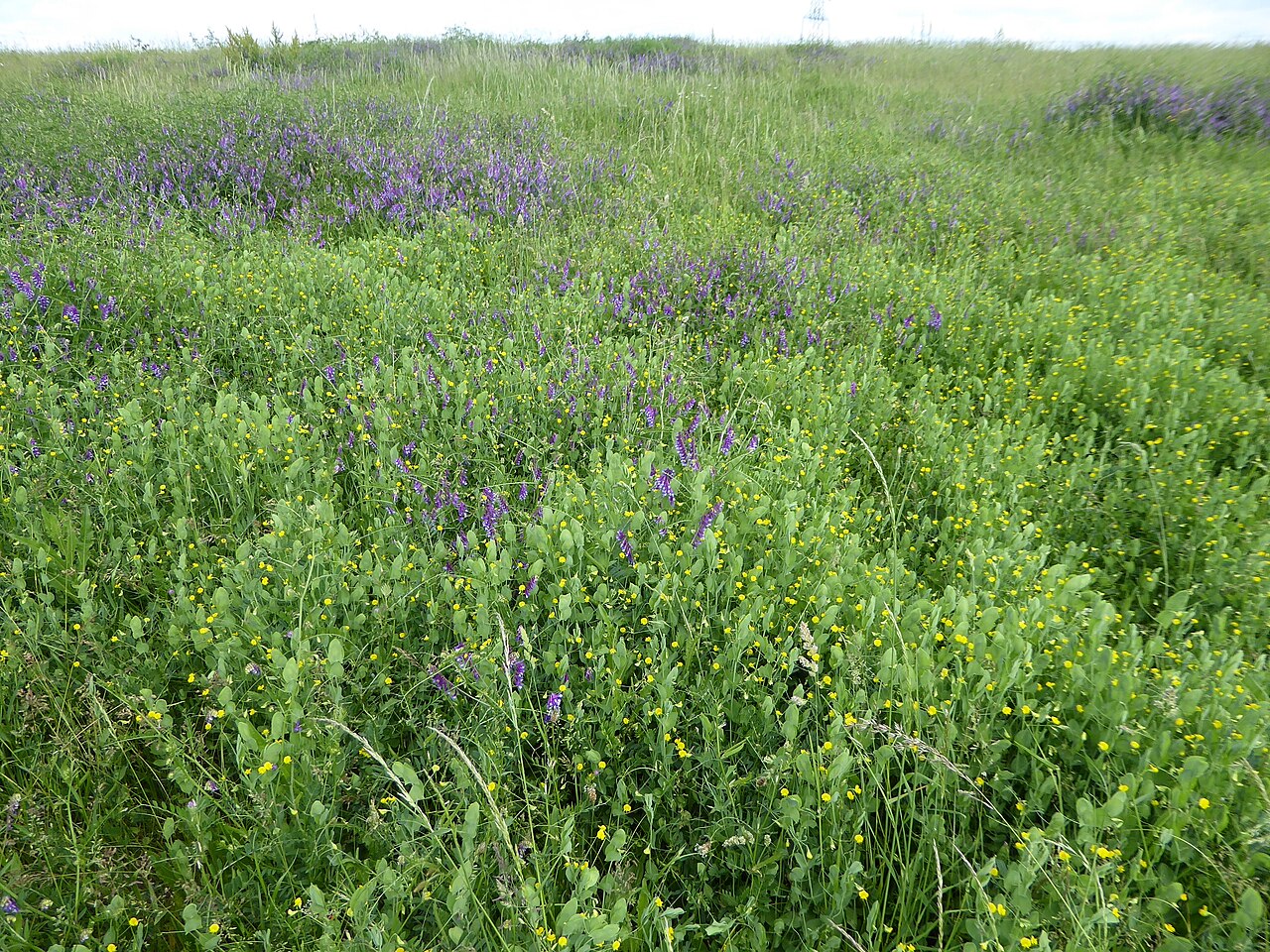 Grasnarben mit behaarter Wicke (Vicia villosa, violette Blüten) und Acker-Wicken (Lathyrus aphaca, gelbe Blüten) – leguminöse Deckfrucht, die Stickstoff fixiert