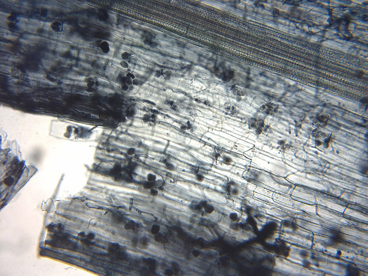 Arbuskuläre Mykorrhiza in der Wurzel unter dem Mikroskop — Symbiose von Pilz und Pflanze