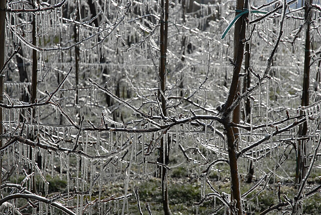 Bäume, die nach Frostbewässerung mit Eis bedeckt sind — aktiver Schutz, den ein DSS auslösen kann